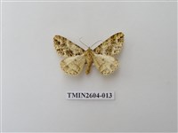 藏品(尺蛾120)的圖片